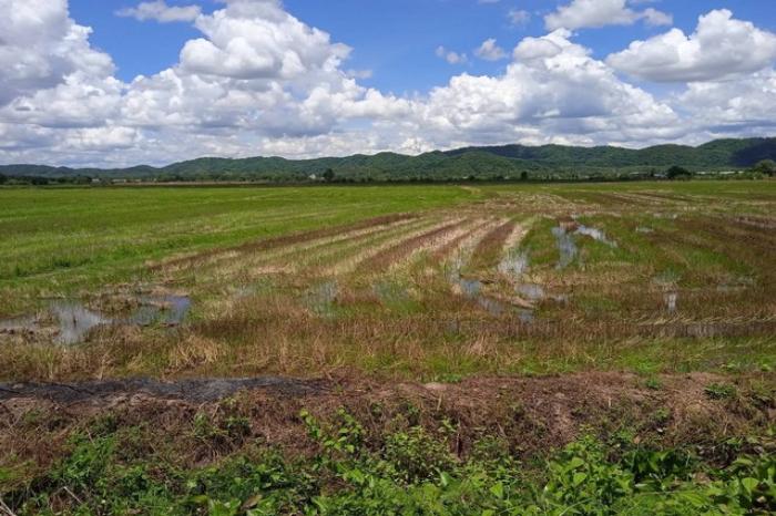 ขายที่ดิน อำเภอเชียงแสนจังหวัดเชียงราย ที่นา น้ำอุดมสมบูรณ์ มีประปา